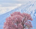 20250512 Experience Niseko Sakura 望羊の一本桜 DSC00668 Lores 41