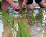 Rice Planting LR 354