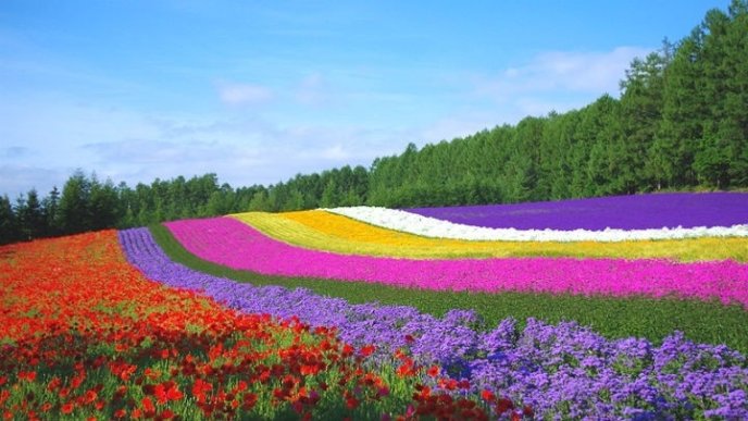 Farm Tomita