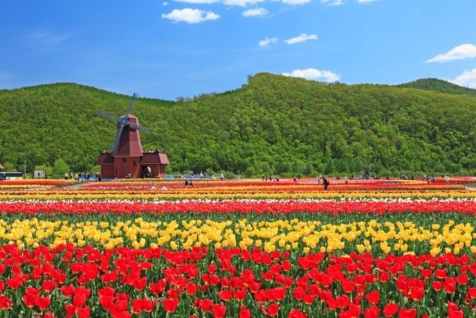 Kamiyubetsu Tulip Park
