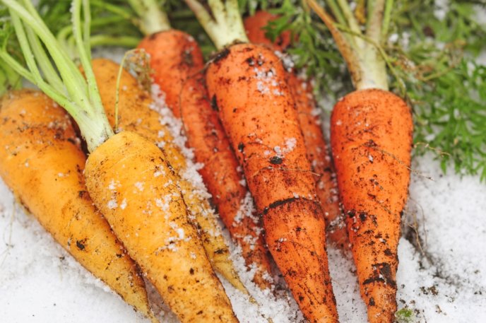 Carrots Under The Snow