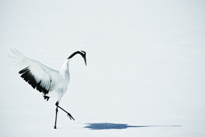 Japanese Crane