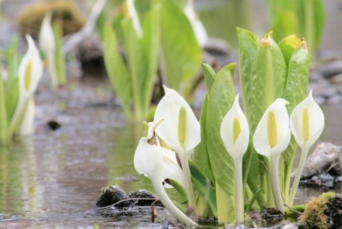Mizubasho Flowers