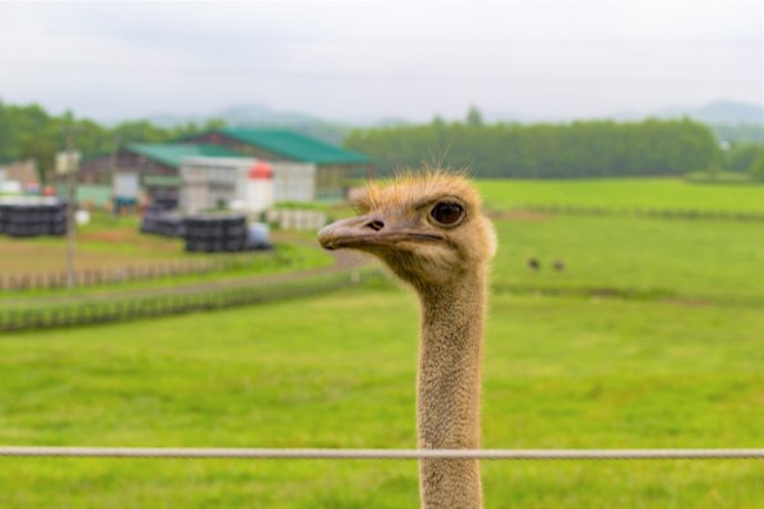 Niseko Ostrich Farm 4