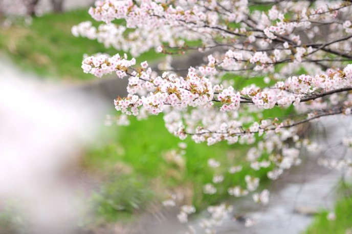 Sakura