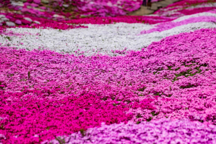 Kutchan Town's Shibazakura Garden Now in Full Bloom | Experience Niseko