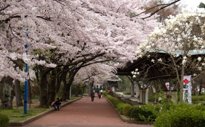 Tsutsujigaoka Park in the cherry blossom season 635 393