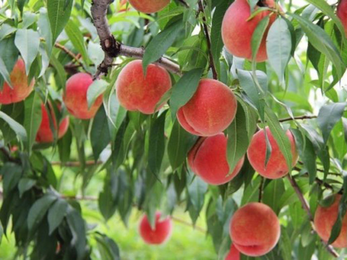 Yamamoto Fruit Orchard Hokkaido2 Edit