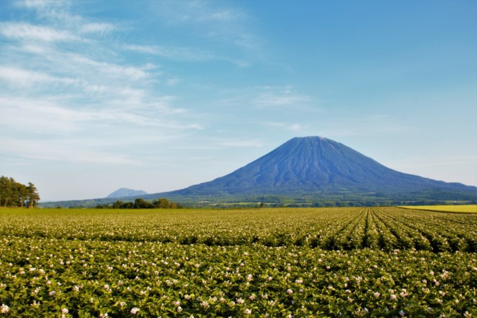 Yotei And Potato Flowers 15Edit