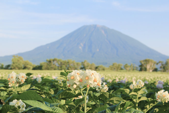 Yotei And Potato Flowers 8