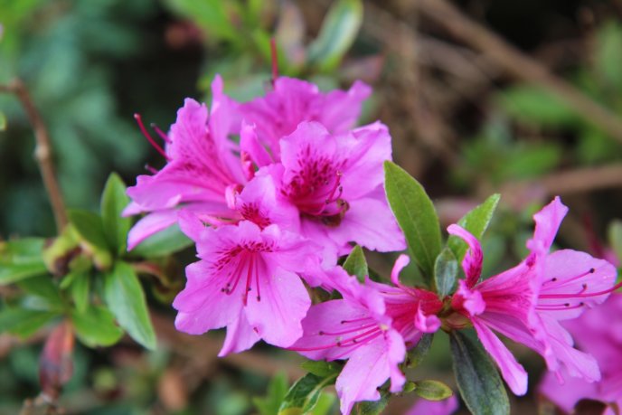 Azalea