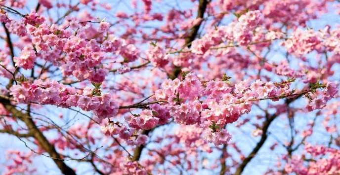 Cherry Blossom 1318258 960 720