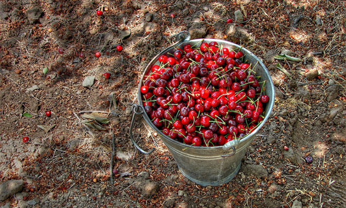 cherry-picking-wikimedia-commons