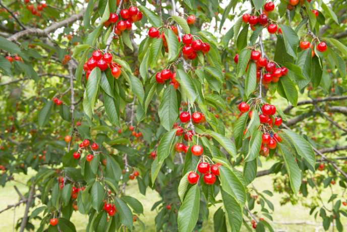 Cherry