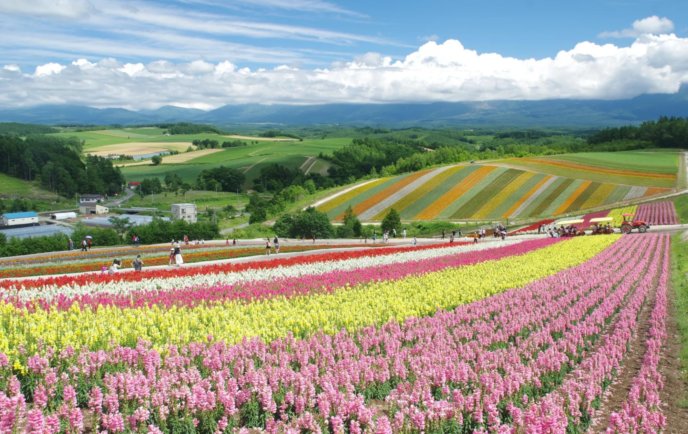 Shikisai Hill or Shikisai no Oka