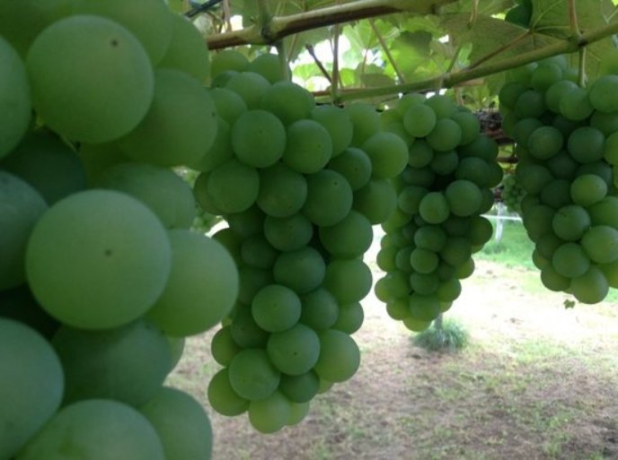 Asadaen Farm