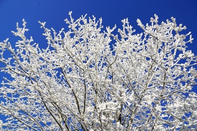 Good Visibility Blue Sky And Branches With Snow