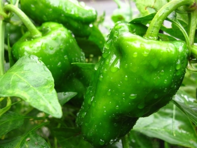 Green Pepper
