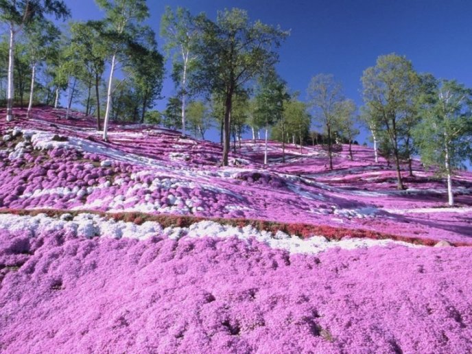 Higashi Mokoto Shibazakura Park