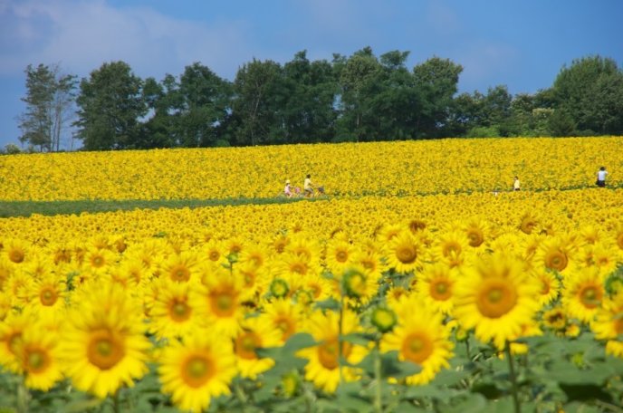 Hokuryu Sunflower Field