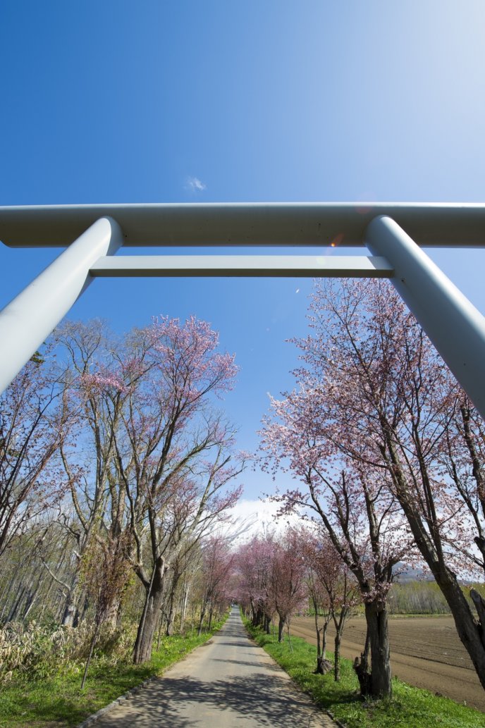 Makkari Shrine 1 Sakura Cherry Blossoms Tori Gate Spring