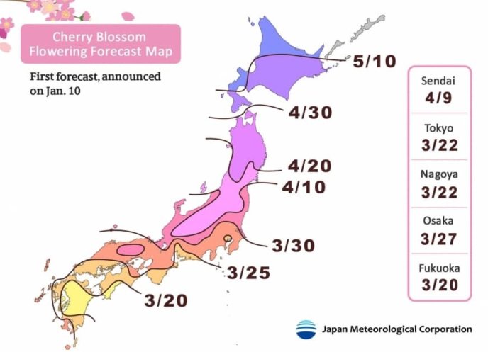 N Sakura B 2019
