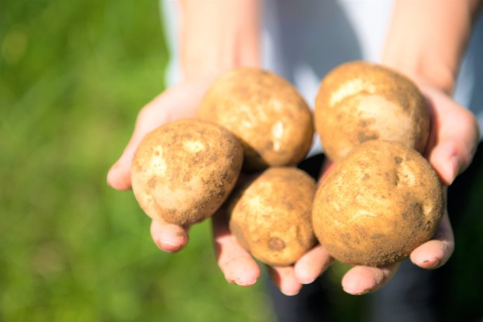Potato Harvest Season 2017 1