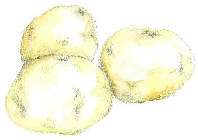 Potato