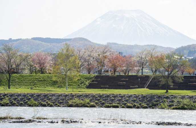 Rankoshi Ranran Park 1 Spring River Riverside Sakura Cherry Blossoms