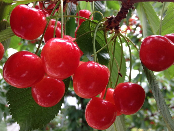 Red Ruby Cherry