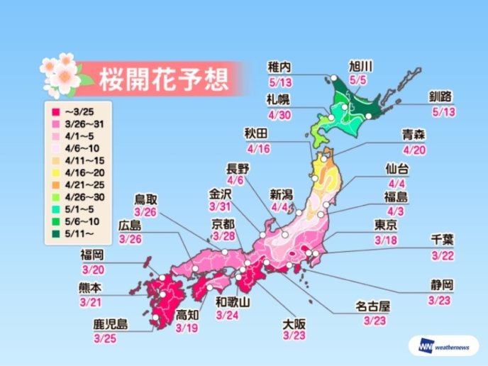 Sakura Cherry Blossom Predict 2019