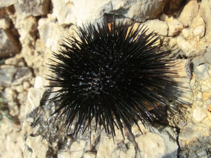 Sea Urchins Uni Spring Foods Niseko