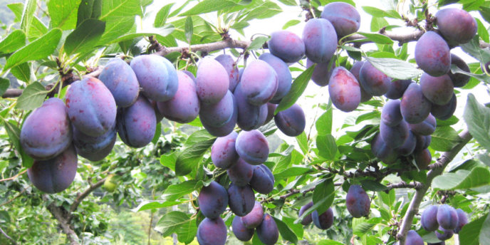 Jozankei Farm