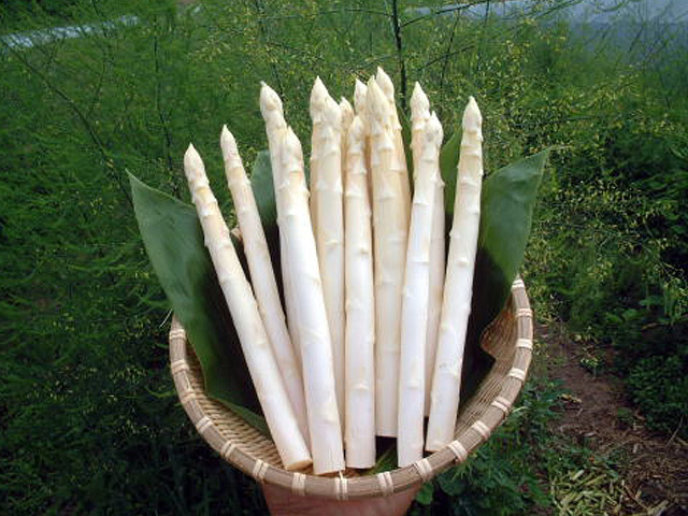 White Asparagus