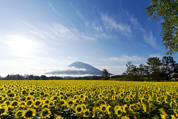 yotei-sunflowers