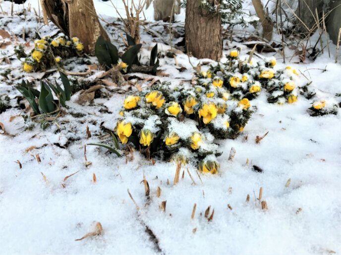 2017 March 28 Spring Flowers Hit By Late Snowfall 1