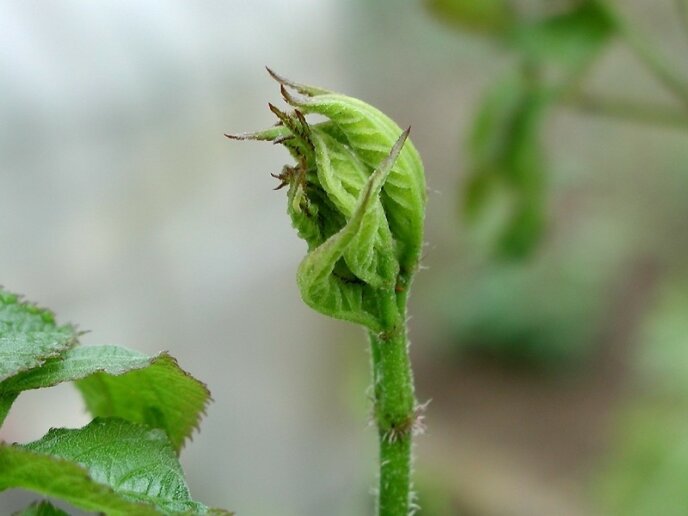 Aralia Cordata Udo Mountain Asparagus Niseko Spring Mountain Vegetalbes