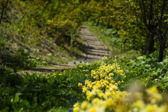 Daffodils Blooming Along The Pathway In June