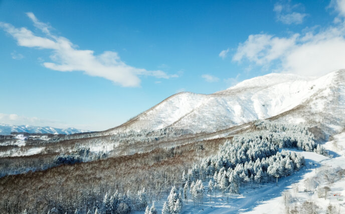 Blue Skies and winter trees