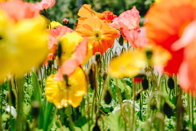 Flowers Blooming And Cows 1 Rs