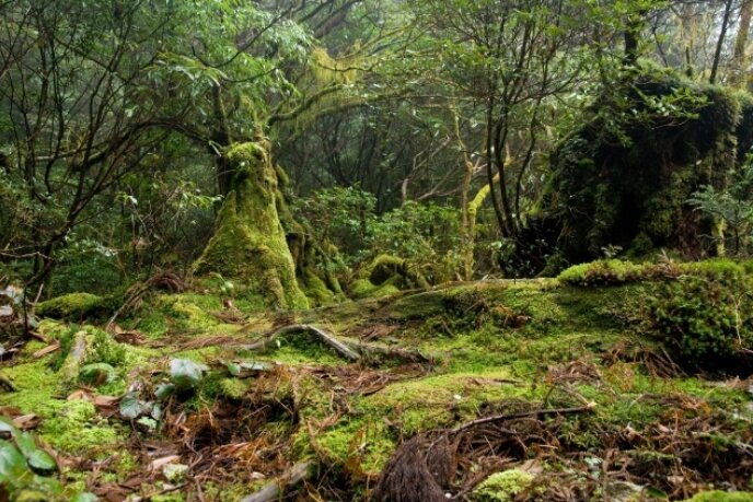 Forest in Yakushima 51 635 423