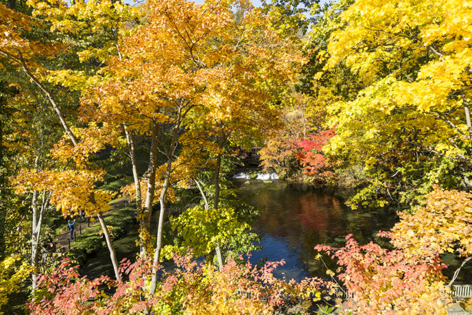 Fukidashi Park Autumn Leaves