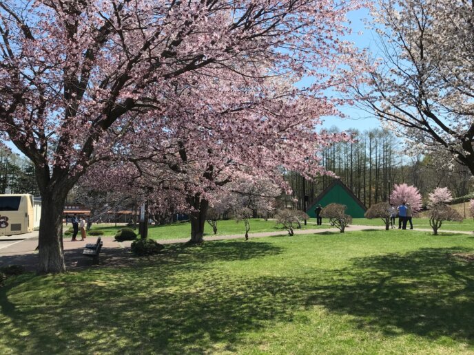 Fukidashi Sakura 2019 6