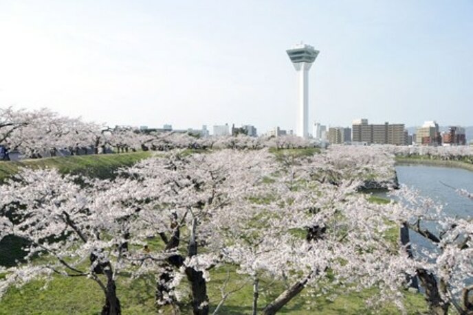 GORYOKAKU-SAKURA