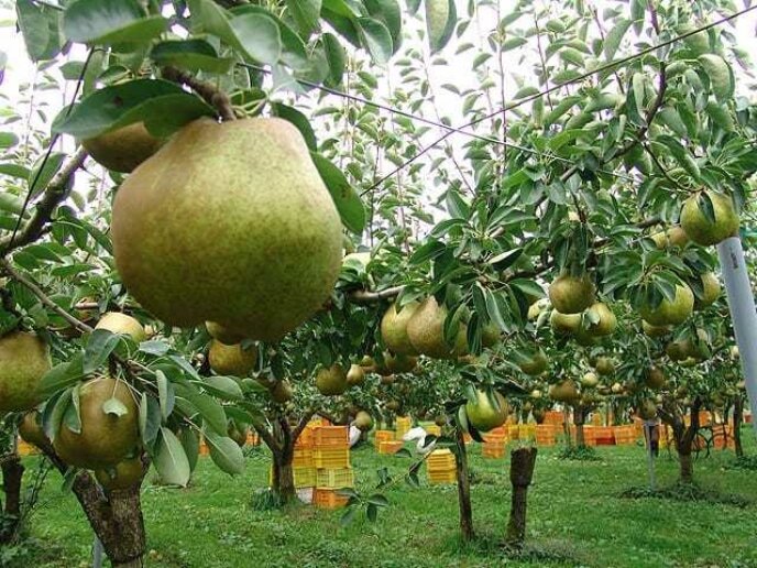 Maruzen Sato Orchard