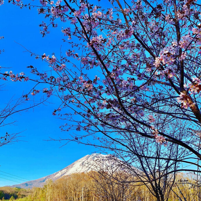 Miyayama Sakura Cherry Blossom