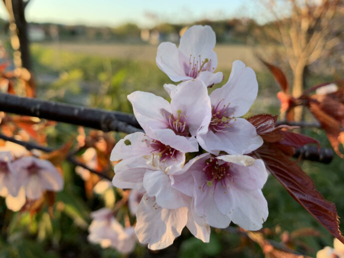 Miyayama Sakura Cherry Blossoms