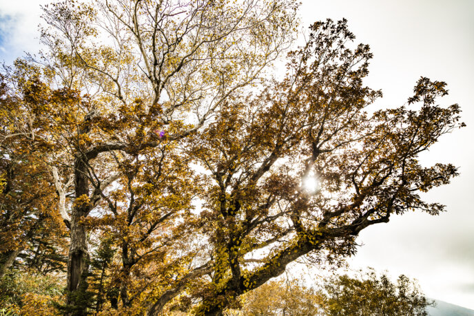 Panorama Line With Autumn Leaves