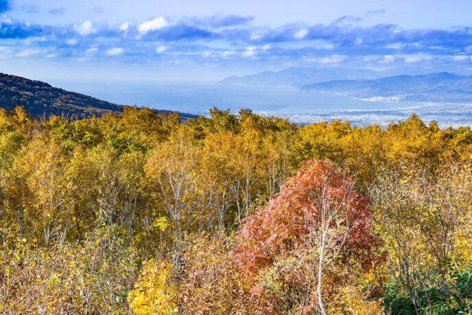 Panorama Line With Autumn Trees