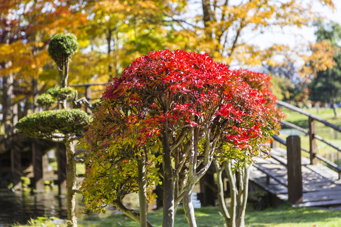 Red Leaves At Fukidashi Park